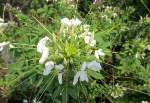 中药古今研究：白花菜有毒吗